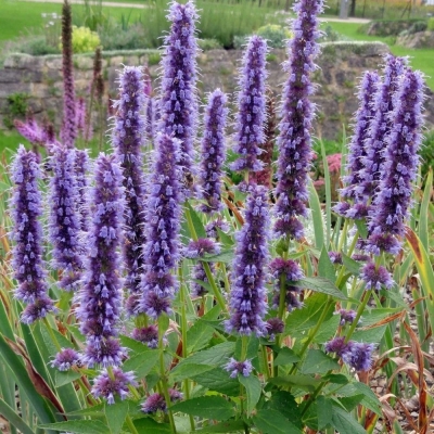 Kłosowiec Blue Fortune 1szt