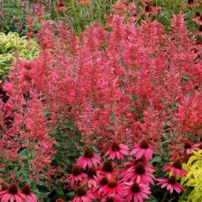Kłosowiec Red Fortune 1szt