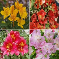 Alstroemera