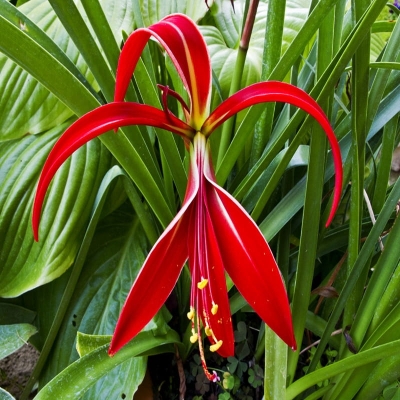 Sprekelia formosiana 1szt