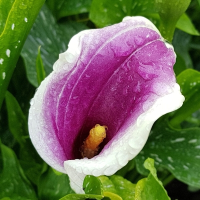 Calla - Zantedeschia Nashville 1szt