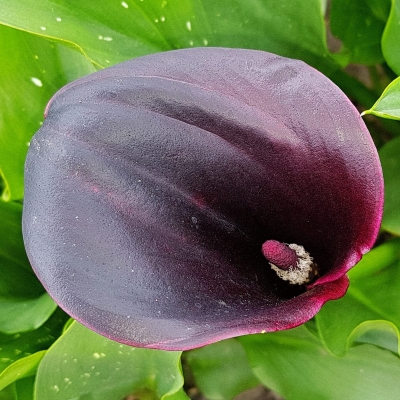 Calla - Zantedeschia Dallas 1szt