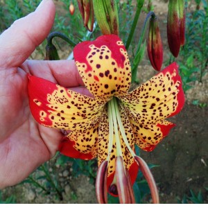 Lilia kolekcjonerska Fushion 1szt