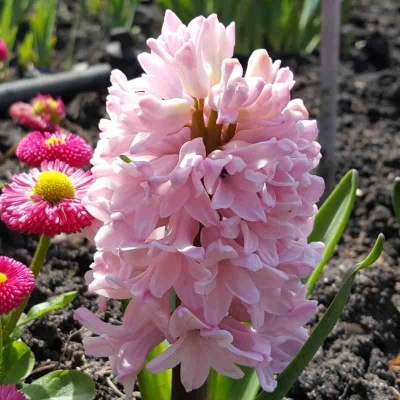 Hiacynt Apricot Passion 3szt