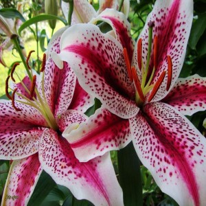 Lilia orientalna Dizzy 1szt