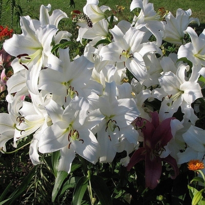 Lilia orientalna  Casa Blanca 1szt