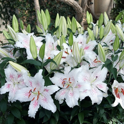 Lilia orientalna  Muscadet 1szt