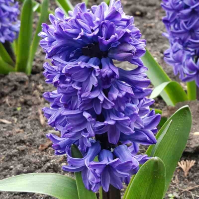 Hiacynt Blue Star 3szt