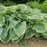 Hosta Sugar Daddy.jpg