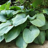 Funkia Elegans.jpg