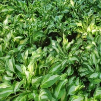 Hosta Mediovariegata