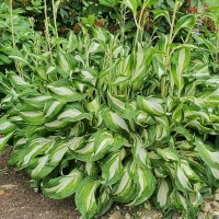 Hosta Mediovariegata