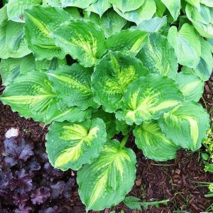 Funkia Lakeside Paisley Print 1szt