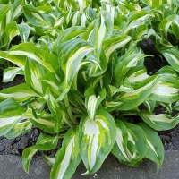 Funkia Mediovariegata