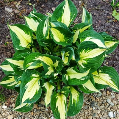 Funkia Whirlwind 1szt