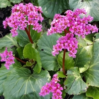 Bergenia Sercolistna