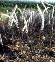 pluskwica bordowa.jpg