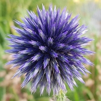 Echinops Ritro.jpg