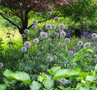 Echinops Ritro.jpg