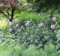 Echinops Ritro.jpg