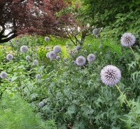 Echinops Ritro.jpg