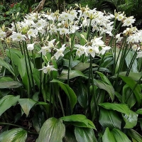 Eucharis amazonica.jpg