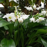 Eucharis amazonica.jpg