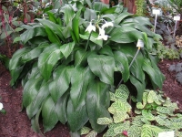 Eucharis amazonica.jpg