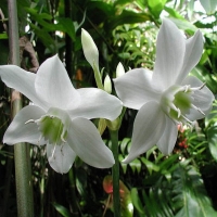 Eucharis amazonica.jpg