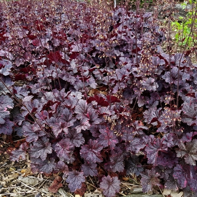 Żurawka Purple Palace 1szt