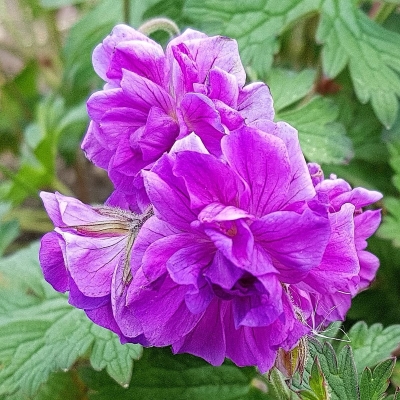 Bodziszek - geranium Plenum 1szt