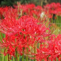 Lycoris Radiata