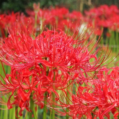 Lycoris Radiata 1szt