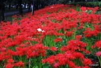 Lycoris Radiata