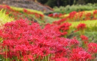 Lycoris Radiata