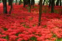 Lycoris Radiata