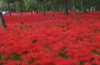 Lycoris Radiata