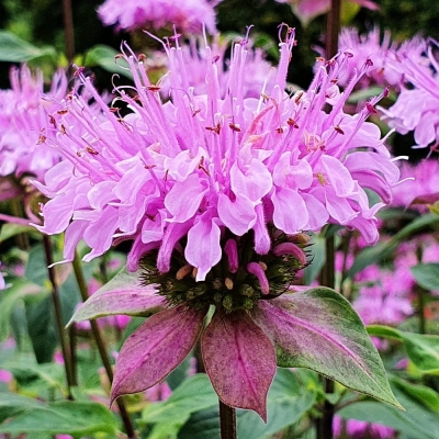 Monarda - Pysznogłówka Beauty of Cobham 1szt