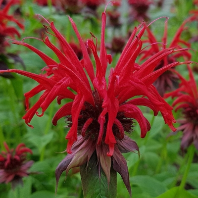 Monarda - Pysznogłówka Cambridge Scarlet 1szt
