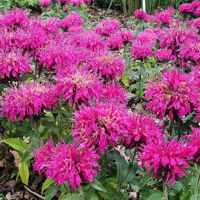 Monarda - Pysznogłówka niska Cranberry Lace 1szt