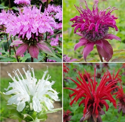 Monarda - Pysznogłówka Zestaw 4szt