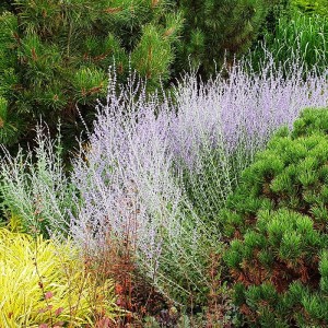 Perowskia - Perovskia Blue Spike 1szt