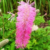 Sanguisorba obtusa Krwiściąg