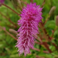 Sanguisorba obtusa Krwiściąg
