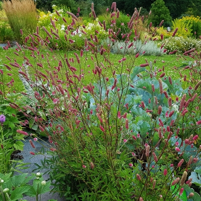 Krwiściąg - Sanguisorba obtusa 1szt