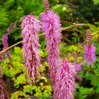 Sanguisorba obtusa Krwiściąg