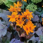 Języczka dentata 1szt