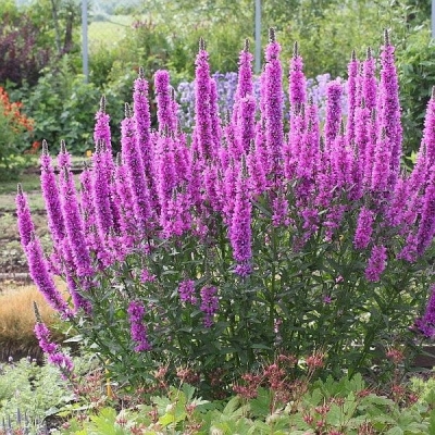 Krwawnica - Lythrum Robert 1szt