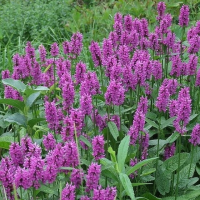 Czyściec - Stachys Humelo 1szt