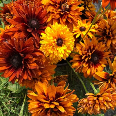 Rudbekia Cherokee Sunset 1szt